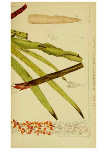 Reproducción/Reproduction 9734516190: Icones orchidearum austro-africanarum extra-tropicarum :. London :W. Wesley,1896-1913.
