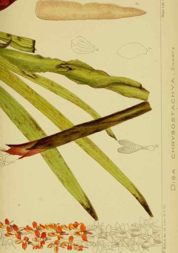 Reproducción/Reproduction 9734516190: Icones orchidearum austro-africanarum extra-tropicarum :. London :W. Wesley,1896-1913.