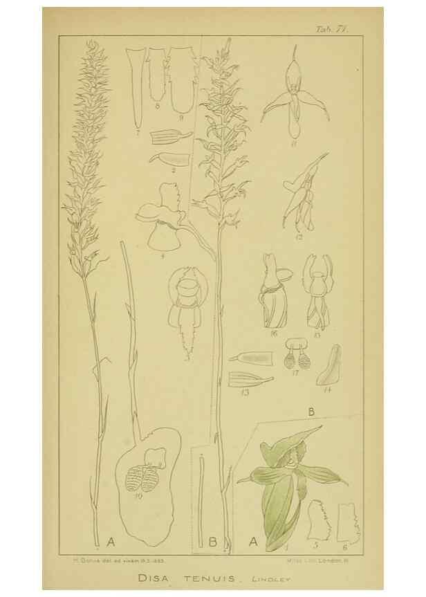 Reproducción/Reproduction 9731290777: Icones orchidearum austro-africanarum extra-tropicarum :. London :W. Wesley,1896-1913.