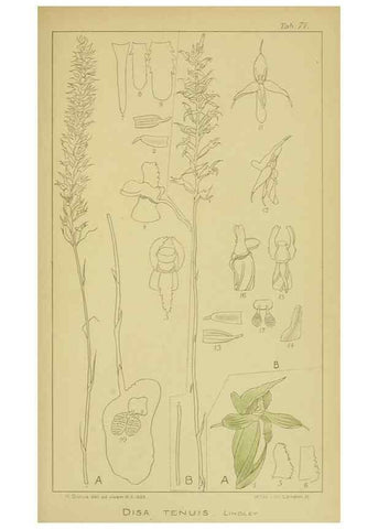 Reproducción/Reproduction 9731290777: Icones orchidearum austro-africanarum extra-tropicarum :. London :W. Wesley,1896-1913.