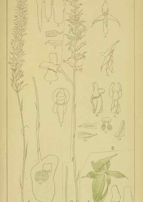 Reproducción/Reproduction 9731290777: Icones orchidearum austro-africanarum extra-tropicarum :. London :W. Wesley,1896-1913.