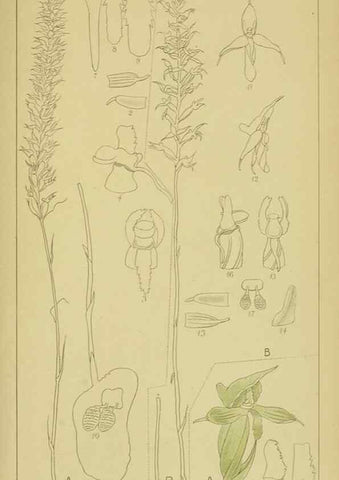 Reproducción/Reproduction 9731290777: Icones orchidearum austro-africanarum extra-tropicarum :. London :W. Wesley,1896-1913.