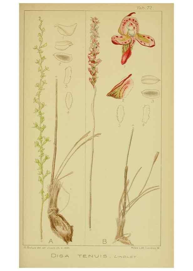 Reproducción/Reproduction 9731292167: Icones orchidearum austro-africanarum extra-tropicarum :. London :W. Wesley,1896-1913.