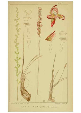 Reproducción/Reproduction 9731292167: Icones orchidearum austro-africanarum extra-tropicarum :. London :W. Wesley,1896-1913.