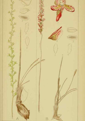 Reproducción/Reproduction 9731292167: Icones orchidearum austro-africanarum extra-tropicarum :. London :W. Wesley,1896-1913.