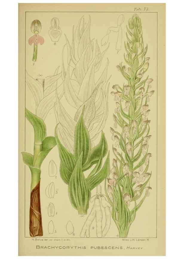 Reproducción/Reproduction 9734521174: Icones orchidearum austro-africanarum extra-tropicarum :. London :W. Wesley,1896-1913.