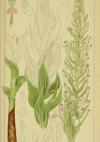 Reproducción/Reproduction 9734521174: Icones orchidearum austro-africanarum extra-tropicarum :. London :W. Wesley,1896-1913.
