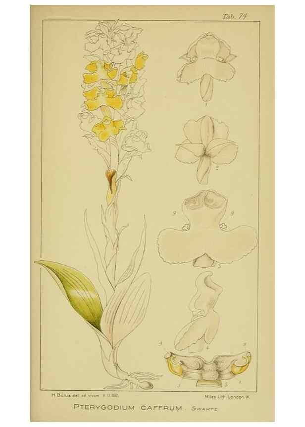 Reproducción/Reproduction 9731295555: Icones orchidearum austro-africanarum extra-tropicarum :. London :W. Wesley,1896-1913.