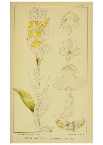 Reproducción/Reproduction 9731295555: Icones orchidearum austro-africanarum extra-tropicarum :. London :W. Wesley,1896-1913.