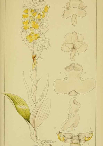 Reproducción/Reproduction 9731295555: Icones orchidearum austro-africanarum extra-tropicarum :. London :W. Wesley,1896-1913.