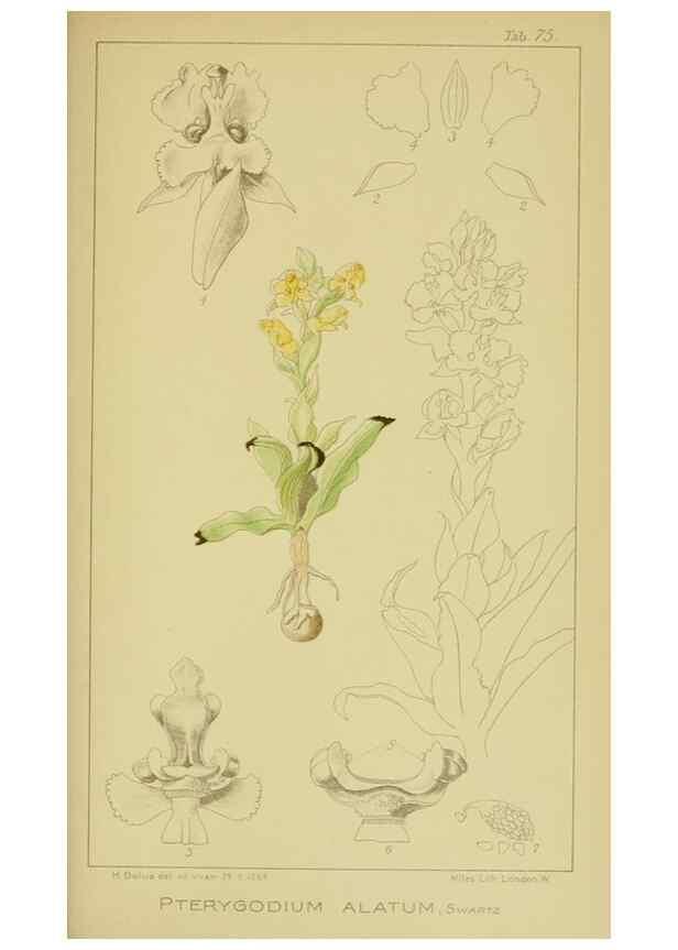 Reproducción/Reproduction 9731297091: Icones orchidearum austro-africanarum extra-tropicarum :. London :W. Wesley,1896-1913.