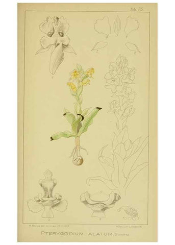 Reproducción/Reproduction 9731297091: Icones orchidearum austro-africanarum extra-tropicarum :. London :W. Wesley,1896-1913.