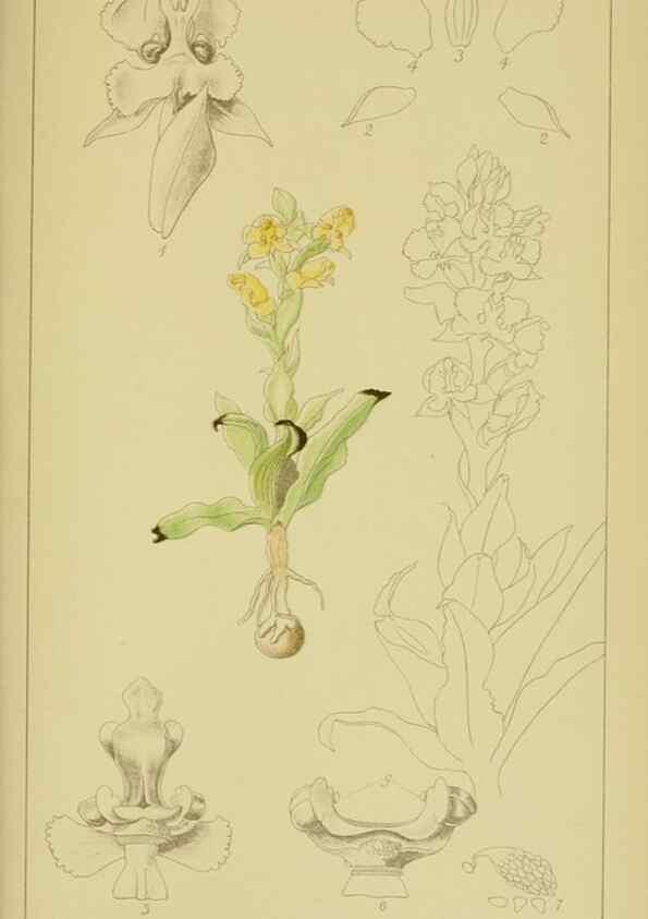 Reproducción/Reproduction 9731297091: Icones orchidearum austro-africanarum extra-tropicarum :. London :W. Wesley,1896-1913.