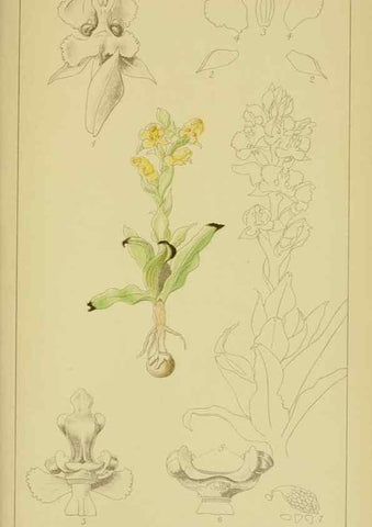 Reproducción/Reproduction 9731297091: Icones orchidearum austro-africanarum extra-tropicarum :. London :W. Wesley,1896-1913.