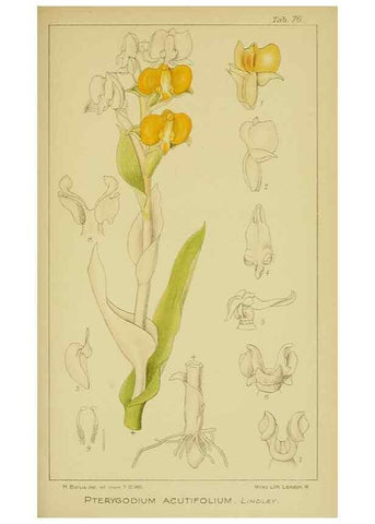 Reproducción/Reproduction 9731298215: Icones orchidearum austro-africanarum extra-tropicarum :. London :W. Wesley,1896-1913.
