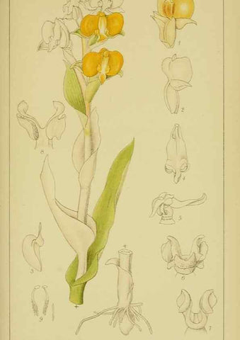 Reproducción/Reproduction 9731298215: Icones orchidearum austro-africanarum extra-tropicarum :. London :W. Wesley,1896-1913.