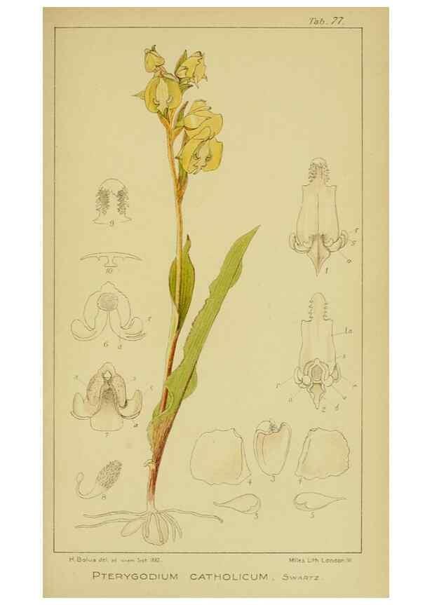 Reproducción/Reproduction 9734527322: Icones orchidearum austro-africanarum extra-tropicarum :. London :W. Wesley,1896-1913.