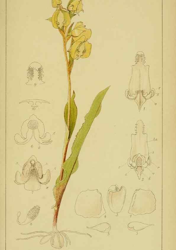 Reproducción/Reproduction 9734527322: Icones orchidearum austro-africanarum extra-tropicarum :. London :W. Wesley,1896-1913.