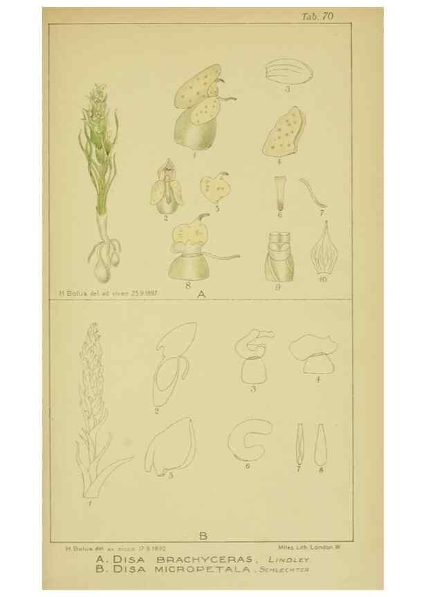 Reproducción/Reproduction 9734517274: Icones orchidearum austro-africanarum extra-tropicarum :. London :W. Wesley,1896-1913.