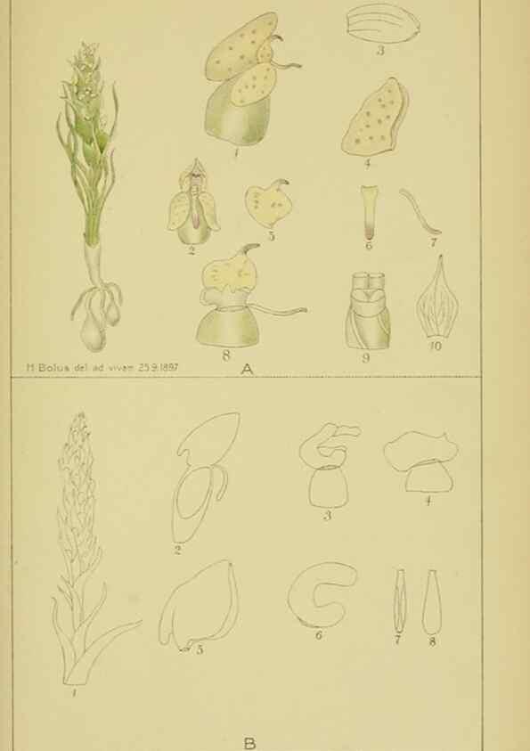 Reproducción/Reproduction 9734517274: Icones orchidearum austro-africanarum extra-tropicarum :. London :W. Wesley,1896-1913.