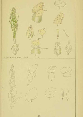 Reproducción/Reproduction 9734517274: Icones orchidearum austro-africanarum extra-tropicarum :. London :W. Wesley,1896-1913.