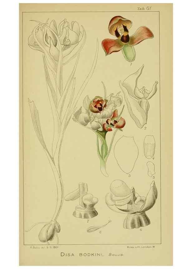 Reproducción/Reproduction 9734502302: Icones orchidearum austro-africanarum extra-tropicarum :. London :W. Wesley,1896-1913.