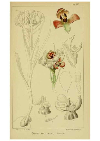 Reproducción/Reproduction 9734502302: Icones orchidearum austro-africanarum extra-tropicarum :. London :W. Wesley,1896-1913.