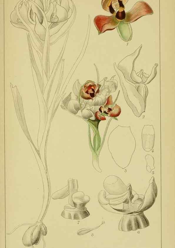 Reproducción/Reproduction 9734502302: Icones orchidearum austro-africanarum extra-tropicarum :. London :W. Wesley,1896-1913.