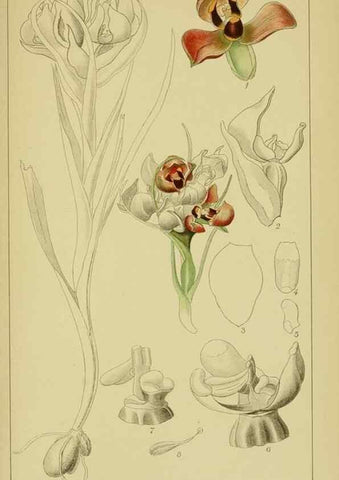 Reproducción/Reproduction 9734502302: Icones orchidearum austro-africanarum extra-tropicarum :. London :W. Wesley,1896-1913.