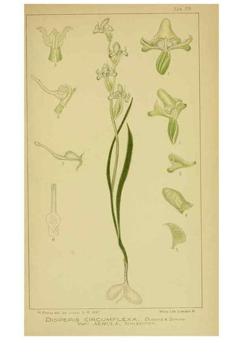 Reproducción/Reproduction 9734558012: Icones orchidearum austro-africanarum extra-tropicarum :. London :W. Wesley,1896-1913.