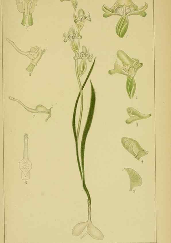 Reproducción/Reproduction 9734558012: Icones orchidearum austro-africanarum extra-tropicarum :. London :W. Wesley,1896-1913.