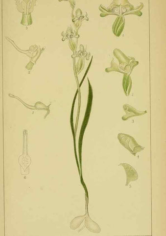 Reproducción/Reproduction 9734558012: Icones orchidearum austro-africanarum extra-tropicarum :. London :W. Wesley,1896-1913.