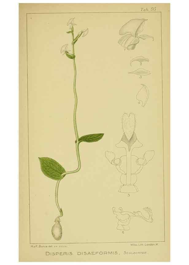 Reproducción/Reproduction 9731347611: Icones orchidearum austro-africanarum extra-tropicarum :. London :W. Wesley,1896-1913.