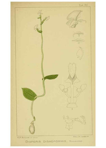 Reproducción/Reproduction 9731347611: Icones orchidearum austro-africanarum extra-tropicarum :. London :W. Wesley,1896-1913.