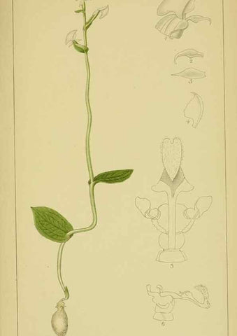 Reproducción/Reproduction 9731347611: Icones orchidearum austro-africanarum extra-tropicarum :. London :W. Wesley,1896-1913.