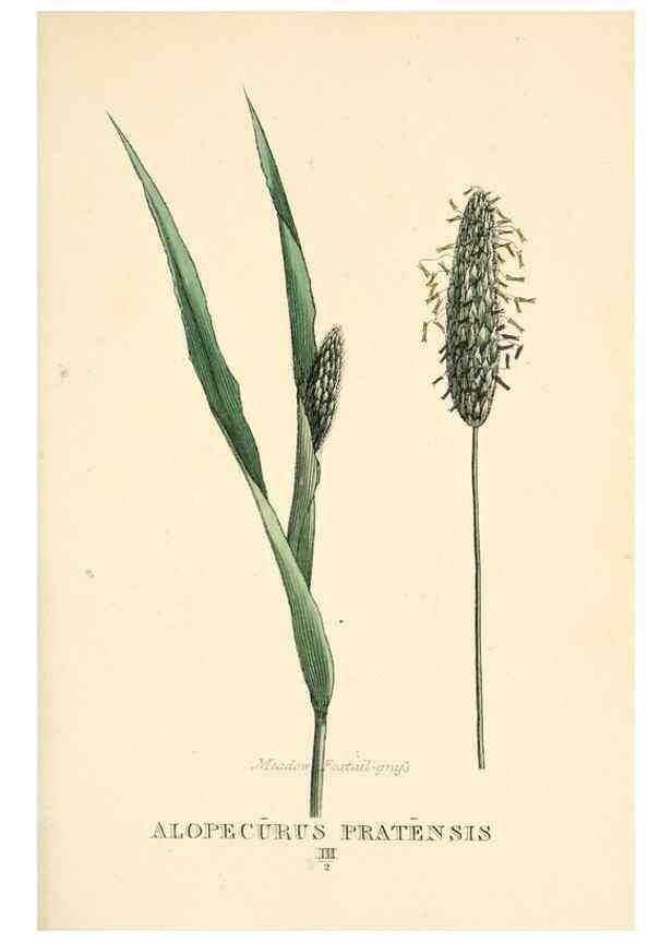 Reproducción/Reproduction 9787448702: Elements of the science of botany,. London,Printed by T. Bensley for J. Murray.1812.