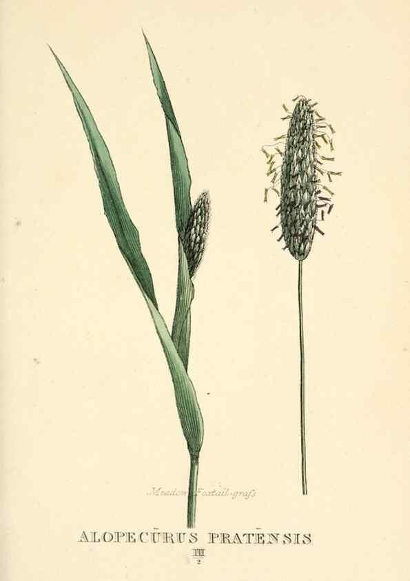 Reproducción/Reproduction 9787448702: Elements of the science of botany,. London,Printed by T. Bensley for J. Murray.1812.