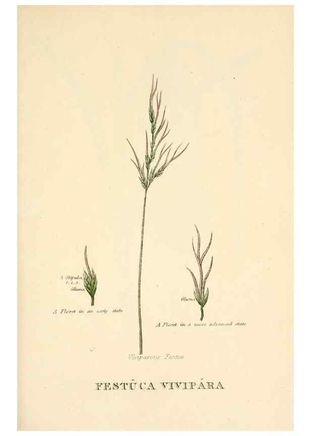Reproducción/Reproduction 9787657356: Elements of the science of botany,. London,Printed by T. Bensley for J. Murray.1812.
