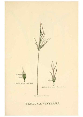 Reproducción/Reproduction 9787657356: Elements of the science of botany,. London,Printed by T. Bensley for J. Murray.1812.