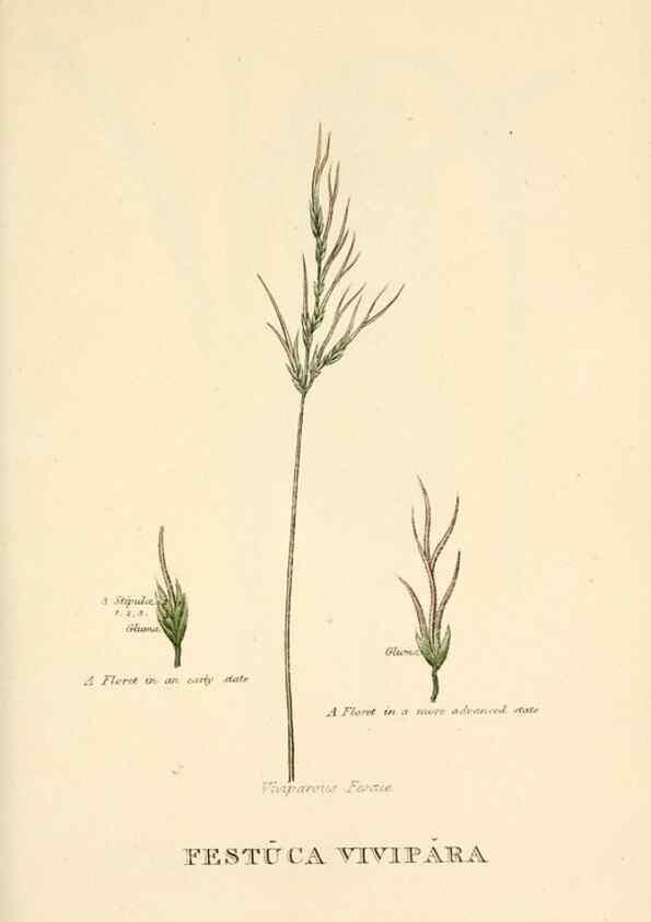Reproducción/Reproduction 9787657356: Elements of the science of botany,. London,Printed by T. Bensley for J. Murray.1812.