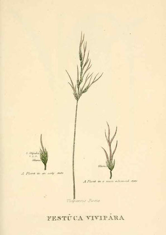 Reproducción/Reproduction 9787657356: Elements of the science of botany,. London,Printed by T. Bensley for J. Murray.1812.