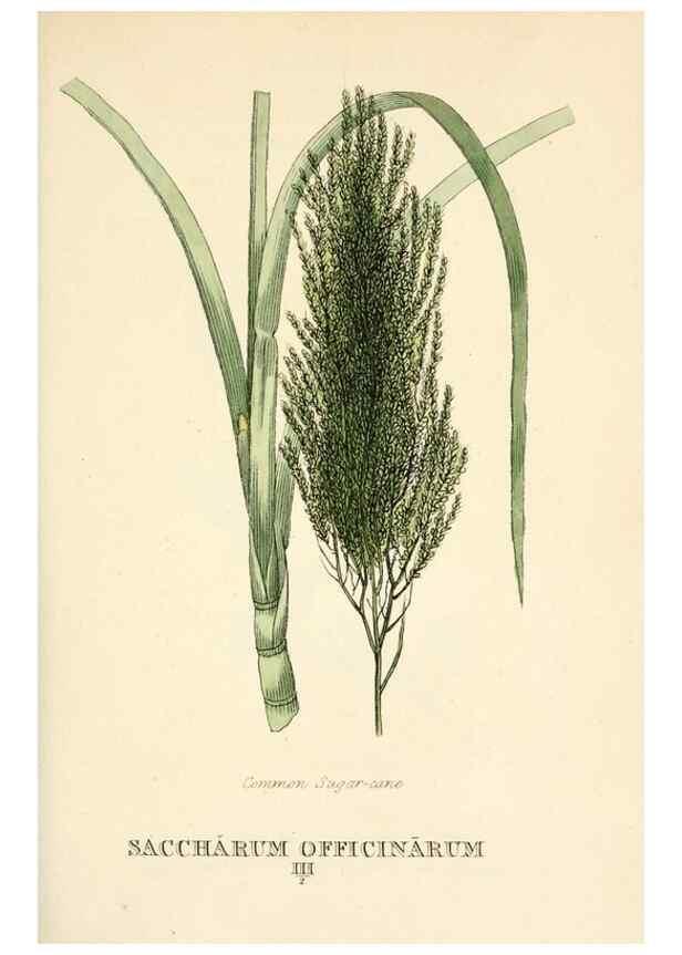 Reproducción/Reproduction 9787717403: Elements of the science of botany,. London,Printed by T. Bensley for J. Murray.1812.