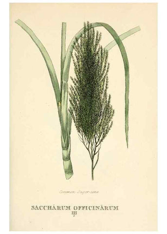 Reproducción/Reproduction 9787717403: Elements of the science of botany,. London,Printed by T. Bensley for J. Murray.1812.