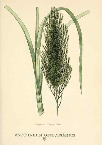 Reproducción/Reproduction 9787717403: Elements of the science of botany,. London,Printed by T. Bensley for J. Murray.1812.