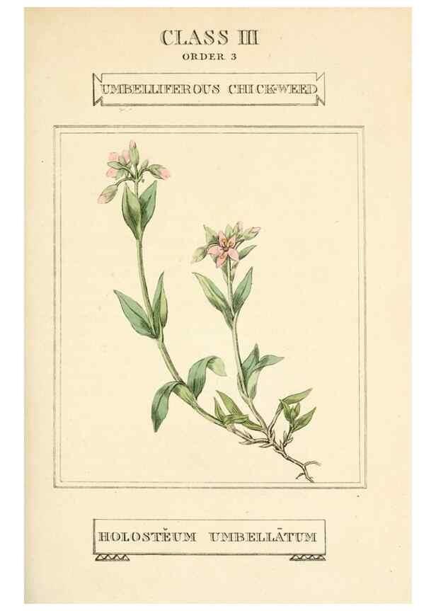Reproducción/Reproduction 9787635825: Elements of the science of botany,. London,Printed by T. Bensley for J. Murray.1812.