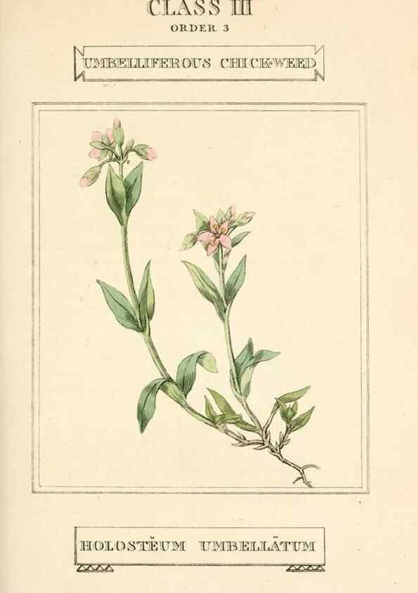 Reproducción/Reproduction 9787635825: Elements of the science of botany,. London,Printed by T. Bensley for J. Murray.1812.