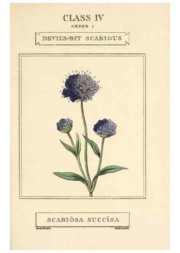 Reproducción/Reproduction 9787459812: Elements of the science of botany,. London,Printed by T. Bensley for J. Murray.1812.