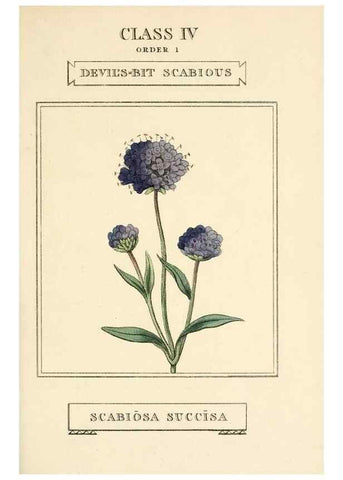 Reproducción/Reproduction 9787459812: Elements of the science of botany,. London,Printed by T. Bensley for J. Murray.1812.