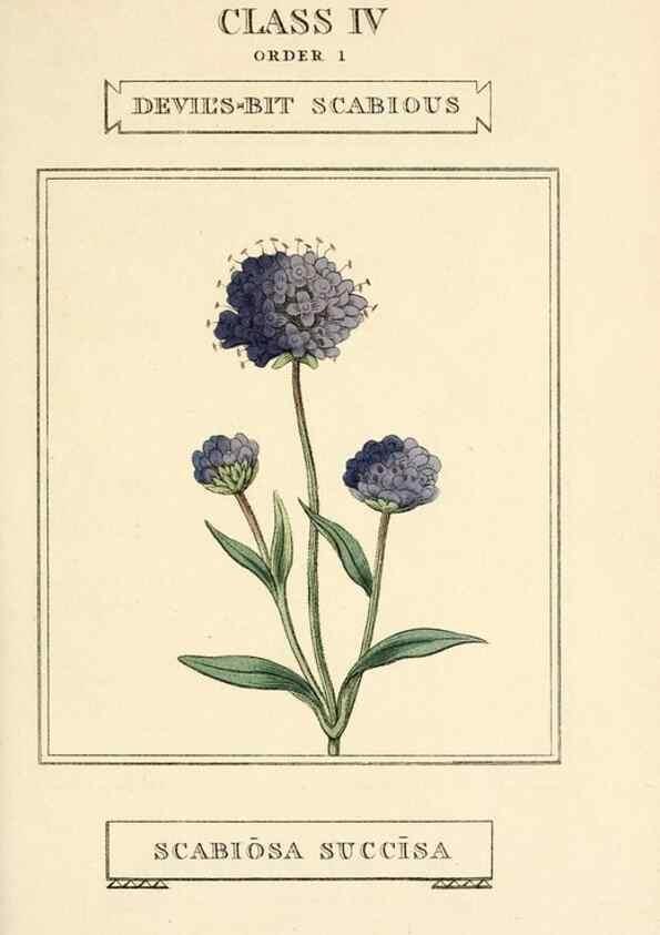 Reproducción/Reproduction 9787459812: Elements of the science of botany,. London,Printed by T. Bensley for J. Murray.1812.
