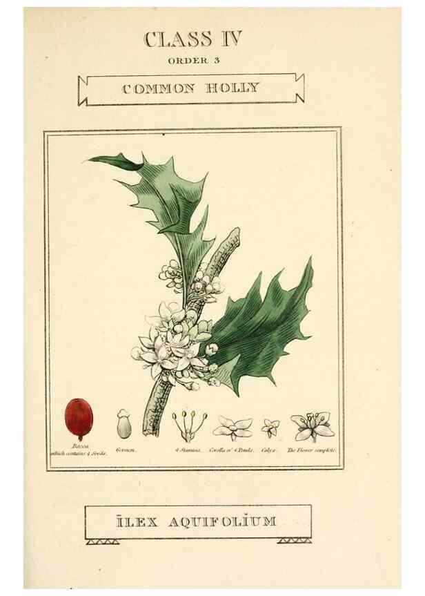Reproducción/Reproduction 9787455591: Elements of the science of botany,. London,Printed by T. Bensley for J. Murray.1812.